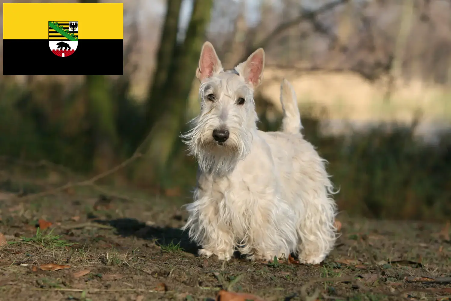 Lee más sobre el artículo Criadores de Scottish Terrier y cachorros en Sajonia-Anhalt