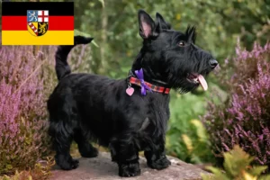 Lee más sobre el artículo Criadores de Scottish Terrier y cachorros en Sarre