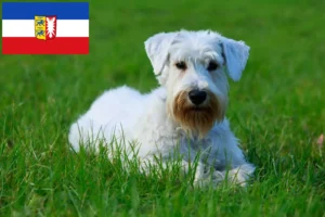 Lee más sobre el artículo Criadores de Sealyham Terrier y cachorros en Schleswig-Holstein