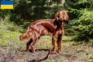 Lee más sobre el artículo Criadores de Setter Irlandés Rojo y cachorros en Ucrania