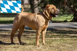 Lee más sobre el artículo Criadores de Shar-Pei y cachorros en Baviera