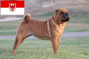 Lee más sobre el artículo Criadores de Shar-Pei y cachorros en Brandenburgo