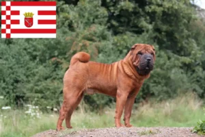 Lee más sobre el artículo Criadores de Shar-Pei y cachorros en Bremen