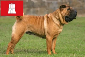 Lee más sobre el artículo Criadores de Shar-Pei y cachorros en Hamburgo