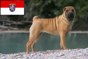 Lee más sobre el artículo Criadores de Shar-Pei y cachorros en Hessen