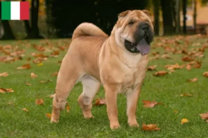 Lee más sobre el artículo Criadores de Shar-Pei y cachorros en Italia