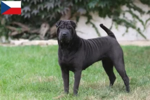 Lee más sobre el artículo Criadores de Shar-Pei y cachorros en la República Checa