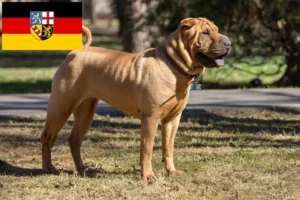 Lee más sobre el artículo Criadores de Shar-Pei y cachorros en Sarre