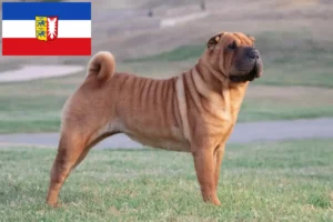 Lee más sobre el artículo Criadores de Shar-Pei y cachorros en Schleswig-Holstein