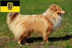 Lee más sobre el artículo Criadores de Sheltie y cachorros en Baden-Wurtemberg