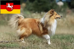 Lee más sobre el artículo Criadores de Sheltie y cachorros en Baja Sajonia