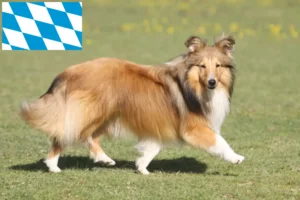 Lee más sobre el artículo Criadores de Sheltie y cachorros en Baviera