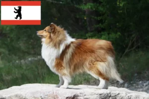 Lee más sobre el artículo Criadores de Sheltie y cachorros en Berlín