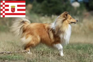 Lee más sobre el artículo Criadores de Sheltie y cachorros en Bremen