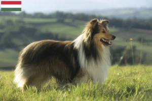 Lee más sobre el artículo Criadores de Sheltie y cachorros en Hungría