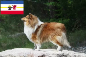 Lee más sobre el artículo Criadores de Sheltie y cachorros en Mecklemburgo-Pomerania Occidental