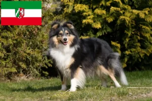 Lee más sobre el artículo Criadores de Sheltie y cachorros en Renania del Norte-Westfalia