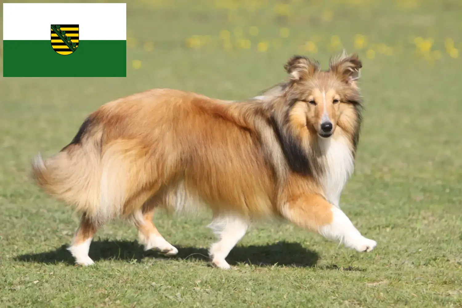 Lee más sobre el artículo Criadores de Sheltie y cachorros en Sajonia