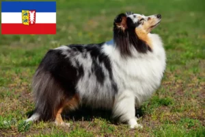 Lee más sobre el artículo Criadores de Sheltie y cachorros en Schleswig-Holstein