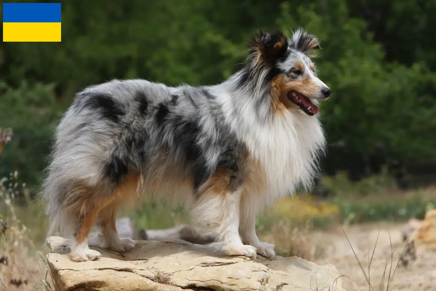 Lee más sobre el artículo Criadores de Sheltie y cachorros en Ucrania