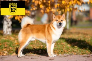 Lee más sobre el artículo Criadores de Shiba y cachorros en Baden-Württemberg