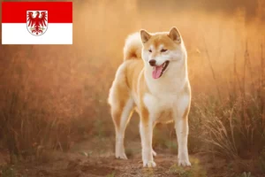 Lee más sobre el artículo Criadores de Shiba y cachorros en Brandenburgo