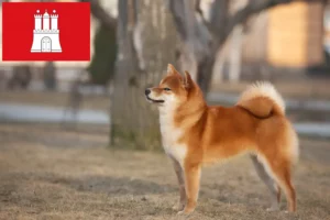 Lee más sobre el artículo Criadores de Shiba y cachorros en Hamburgo