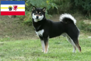 Lee más sobre el artículo Criadores de Shiba y cachorros en Mecklemburgo-Pomerania Occidental