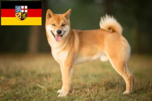 Lee más sobre el artículo Criadores de Shiba y cachorros en Sarre