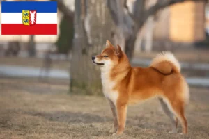 Lee más sobre el artículo Criadores de Shiba y cachorros en Schleswig-Holstein