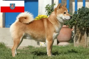 Lee más sobre el artículo Criadores de Shiba y cachorros en Turingia