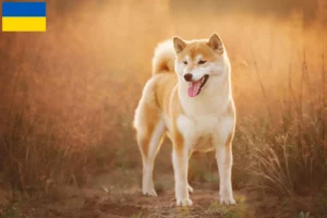 Lee más sobre el artículo Criadores de Shiba y cachorros en Ucrania