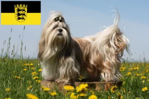 Lee más sobre el artículo Criadores de Shih Tzu y cachorros en Baden-Württemberg