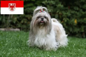 Lee más sobre el artículo Criadores de Shih Tzu y cachorros en Brandenburgo