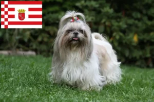 Lee más sobre el artículo Criadores de Shih Tzu y cachorros en Bremen