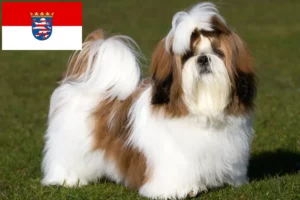 Lee más sobre el artículo Criadores de Shih Tzu y cachorros en Hessen