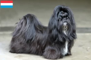 Lee más sobre el artículo Criadores de Shih Tzu y cachorros en Luxemburgo