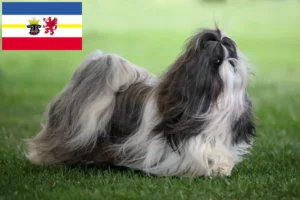 Lee más sobre el artículo Criadores de Shih Tzu y cachorros en Mecklemburgo-Pomerania Occidental