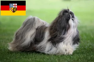 Lee más sobre el artículo Criadores de Shih Tzu y cachorros en Sarre