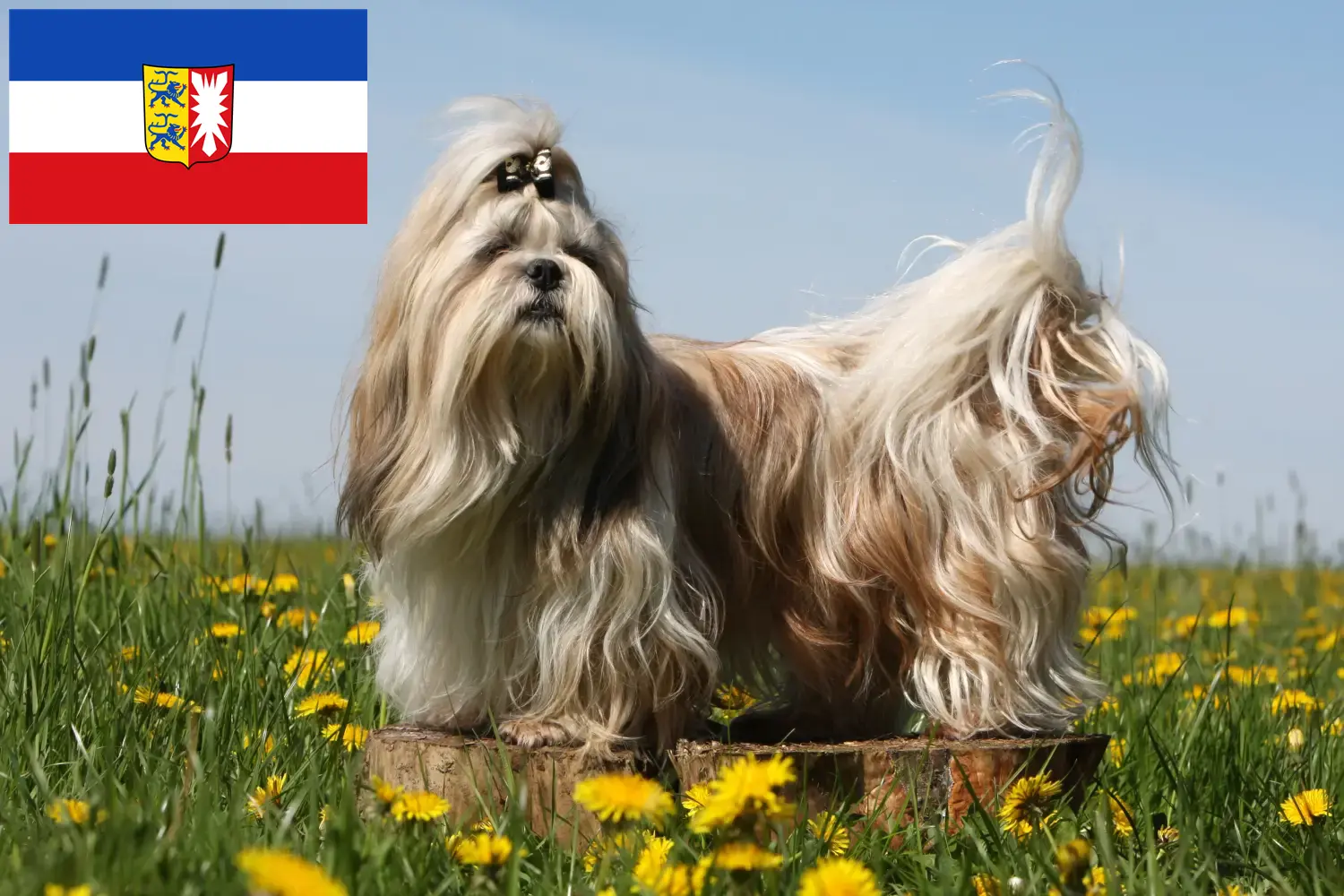 Lee más sobre el artículo Criadores de Shih Tzu y cachorros en Schleswig-Holstein