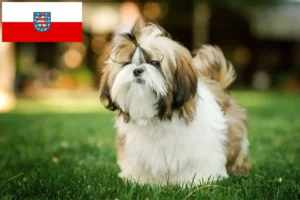 Lee más sobre el artículo Criadores de Shih Tzu y cachorros en Turingia