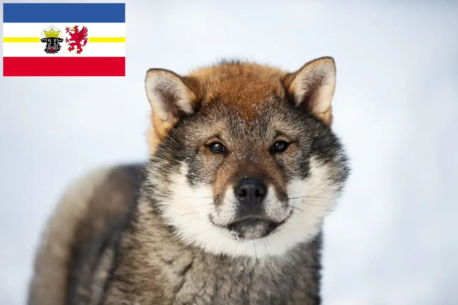 Lee más sobre el artículo Criadores de Shikoku y cachorros en Mecklemburgo-Pomerania Occidental