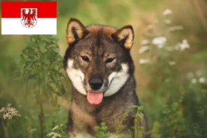 Lee más sobre el artículo Criadores de Shikoku y cachorros en Brandenburgo