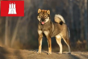 Lee más sobre el artículo Criadores de Shikoku y cachorros en Hamburgo