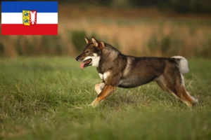 Lee más sobre el artículo Criadores de Shikoku y cachorros en Schleswig-Holstein