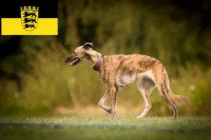 Lee más sobre el artículo Silken Windsprite criadores y cachorros en Baden-Württemberg