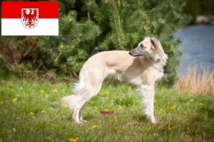 Lee más sobre el artículo Criadores y cachorros de Silken Windsprite en Brandenburgo