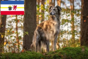 Lee más sobre el artículo Criadores y cachorros de Silken Windsprite en Mecklemburgo-Pomerania Occidental