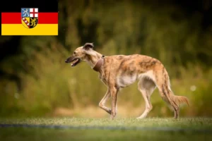 Lee más sobre el artículo Criadores y cachorros de Silken Windsprite en Sarre