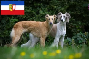 Lee más sobre el artículo Criadores y cachorros de Silken Windsprite en Schleswig-Holstein